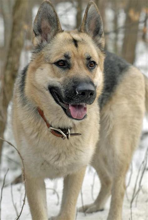 The german shepherd husky mix, also known as the gerberian shepsky, is a sweet natured, intelligent and playful cross breed. 15 Best Husky Mix German Shepherd Images And Photos
