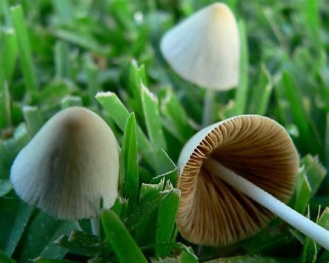 Pacific Northwest Poisonous Mushrooms 5 Species To Avoid