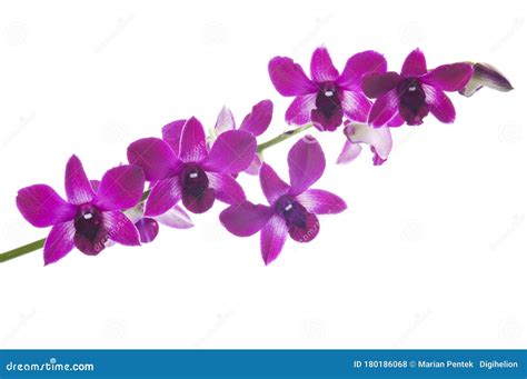 Beautiful Bouquet Of Purple Orchid Flowers Bunch Of Luxury Tropical