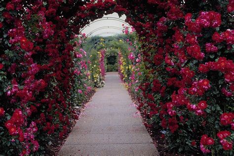 Rose Garden Arch Wallpaper And Background Image