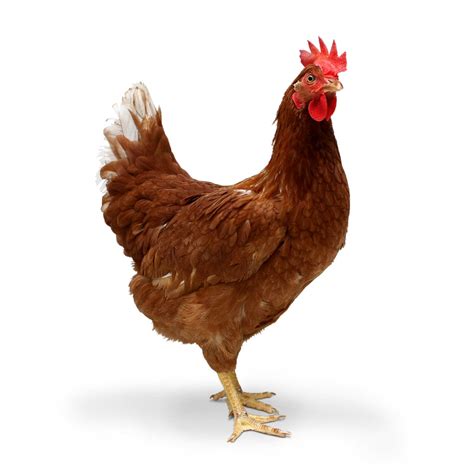 Children love these free printable word searches for kids which are each based on a theme. Brazil's Chicken Exports Maintain Highs | Agrodaily