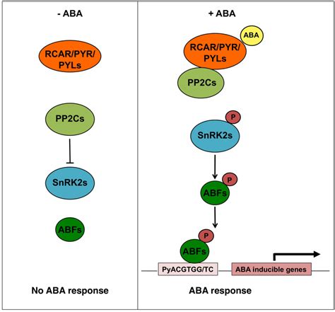 Role Of ABA In Arabidopsis Salt Drought And Desiccation Tolerance