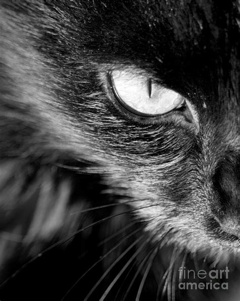 Black And White Cat Eyes Ubicaciondepersonascdmxgobmx