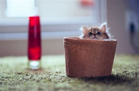 What A Funny Little Kitten