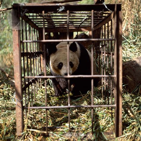 Giant Panda In Cage For Research Qinling Mts Shaanxi China 1993
