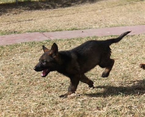Bringing home a new german shepherd puppy takes lots of planning ahead of depending on which german shepherd puppy you choose you're easily going to share your life with this new addition for 8 years or more. German Shepherd Puppies For Sale in Arizona