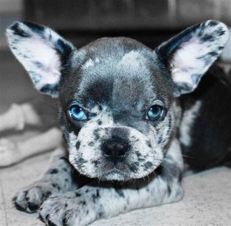 Cute black and white frenchie bulldog puppy sitting #1091957. Spotted gray, black, and white French Bulldog puppy ...