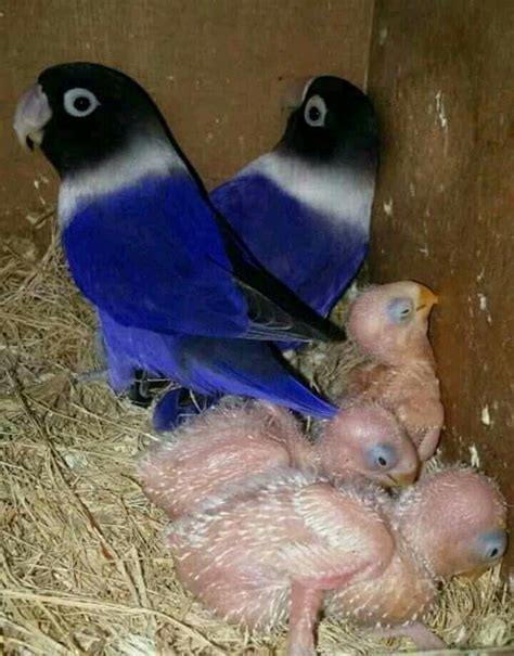 Agapornis Personata Violet Con Im Genes Aves Ex Ticas Pericos Aves