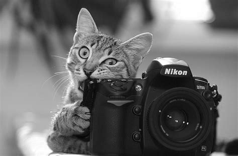 Cats With Camera Paradoxoff