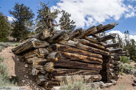Cabin in the woods the ancient ones. Historic old-growth log mining cabin. Ancient Bristlecone ...
