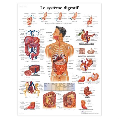 Planche Anatomique Le Syst Me Digestif