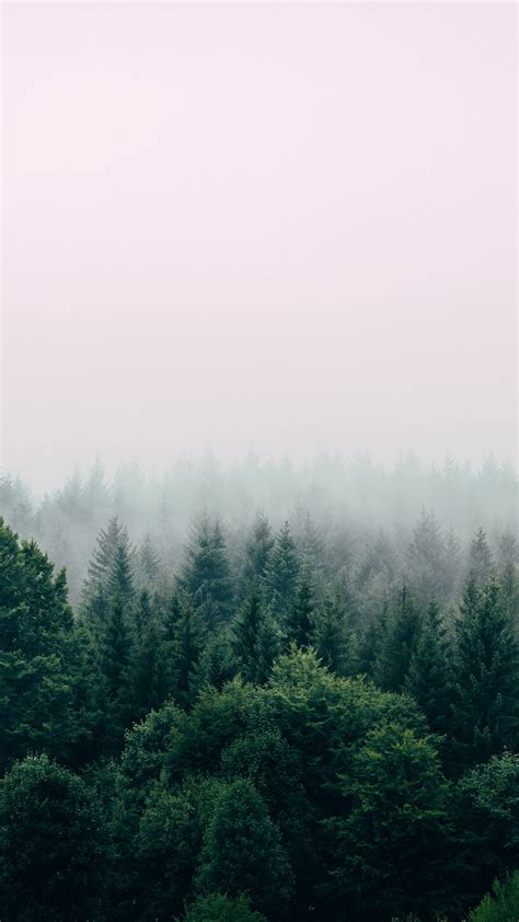 Download Wallpaper 2160x3840 Forest Fog Aerial View Trees Sky