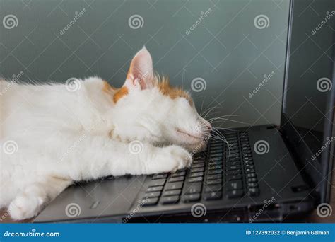 Cat Fell Asleep On The Keyboard Stock Photo Image Of Mammal Animal