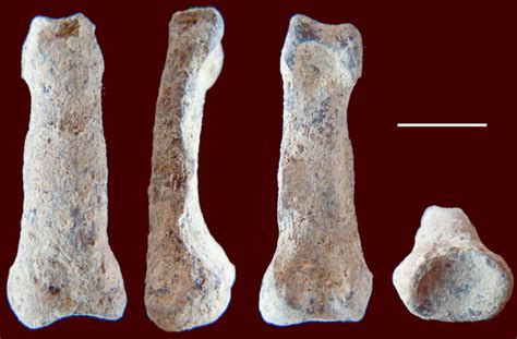 The Discovery Of Human Finger Bone Fossils Dates Back To 184 Million Years