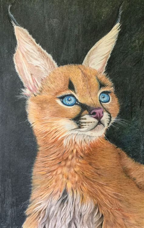 Drawing In Coloured Pencils Of Caracal Cat Artisti