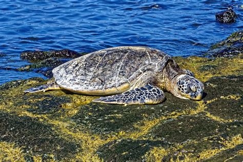 MG DxO Sea Turtle On Honokohau Beach Kaloko Honokoh Flickr