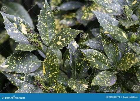 Foliage of Spotted Laurel Binomial Name: Aucuba Japonica Variegata , a