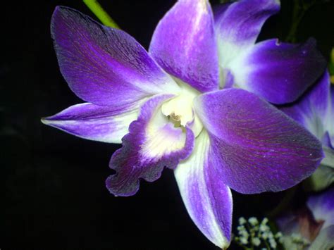 Free Download 24 Orchid Nature Flowers Hd Wallpaper 762 Orchid Flower