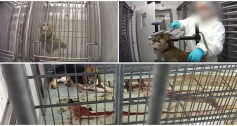 Watch Horrific Footage Uncovers Extreme Animal Cruelty In German