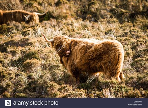 Highland Cattle Having A Scratch On The Isle Of Skye Scotland Stock