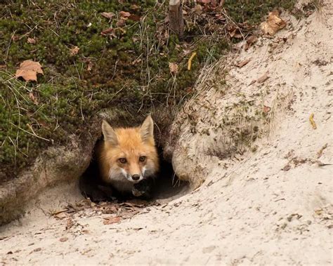 Fox Dens All You Need To Know All Things Foxes