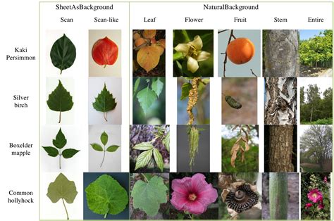 Different Kinds Of Plants With Names Images