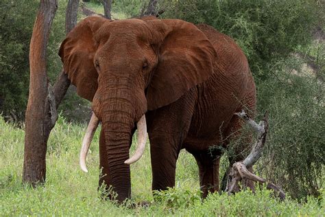 Elefante Presas Tronco De Foto Gratuita No Pixabay