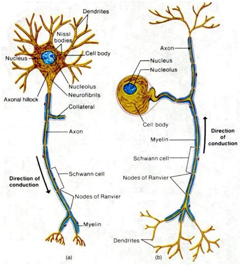 Neurones Anjung Sains Makmal 3