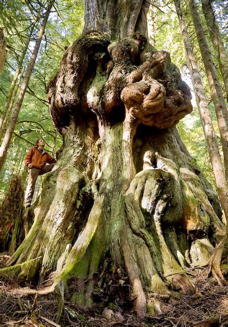 The Gnarliest Tree In Canada Found In The Endangered Avatar Grove On