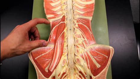 Chart Abdominal Muscle Wall Anatomy
