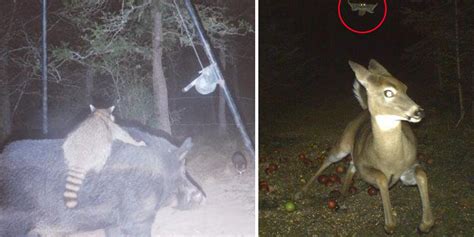 13 Trail Cam Photos Showing The Creepy Yet Fascinating Animal Nightlife