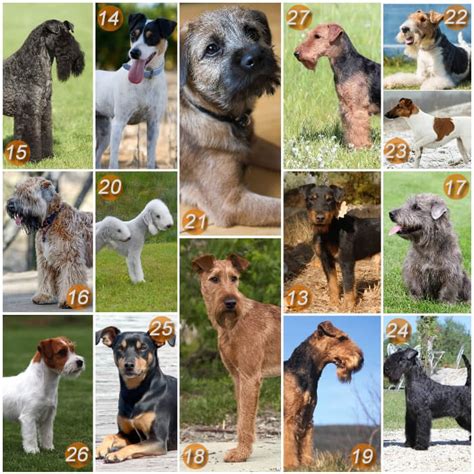 Cuántos Tipos de Perros Terrier Existen 30 Razas Terrier e Imágenes