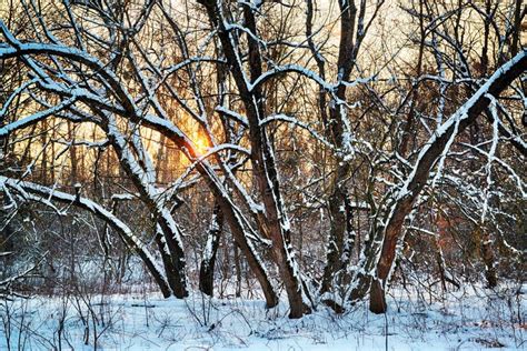Winter Forest Sunset Stock Image Image Of Evening Dusk 108718369