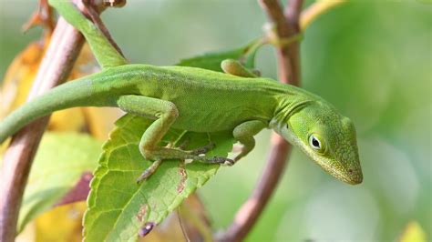 Green Anole Care Guide Ruxley Manor