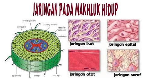 Perbedaan Jaringan Tumbuhan Dan Hewan Pengertian Dan Jenis Riset