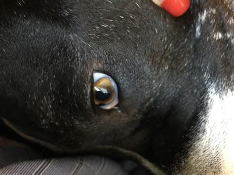 My Dog Has A Black Spot On The Area Of His Eye Wondering What It Is