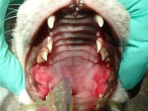 Halitosis and drooling are common with. What is Feline Stomatitis in Cats?