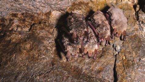 Common Bat Species Found In Tennessee Modern Wildlife