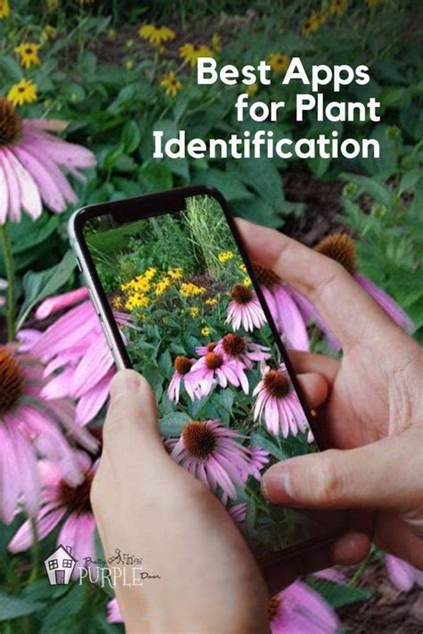 Best Plant Identification Apps That Actually Work Plant