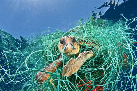 Bycatch Discovering The Coral Triangle