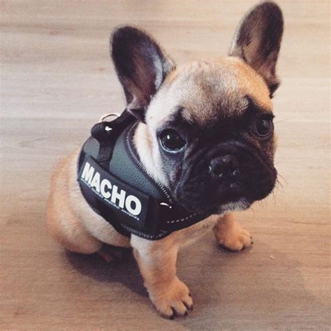 Mighty paw vehicle safety dog harness. Französische Bulldogge Welpen Schwarz