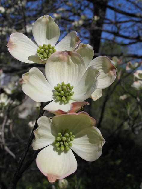 Pictures Of Dogwood Blooms Dogwood Blooms In The Spring Photograph By