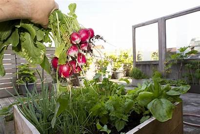 Vegetables Growing Containers Container Grow Vegetable Garden