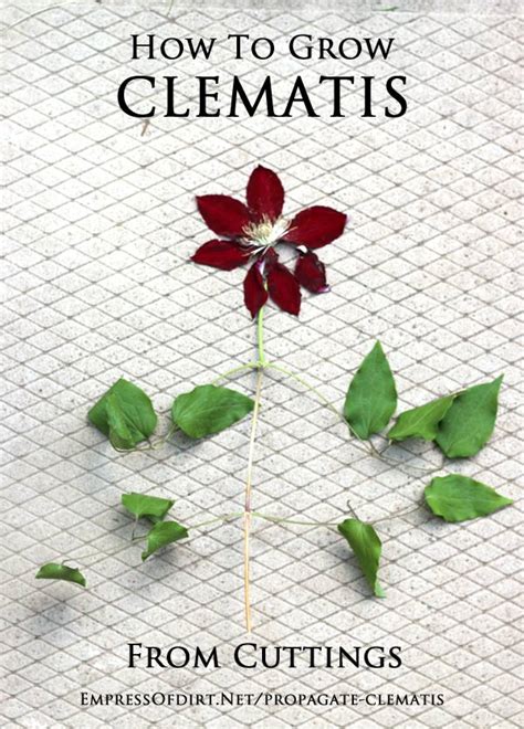 I've decided to experiment on how best to prune a vine that started out as a seedling. How to Grow Clematis from Cuttings - Empress of Dirt