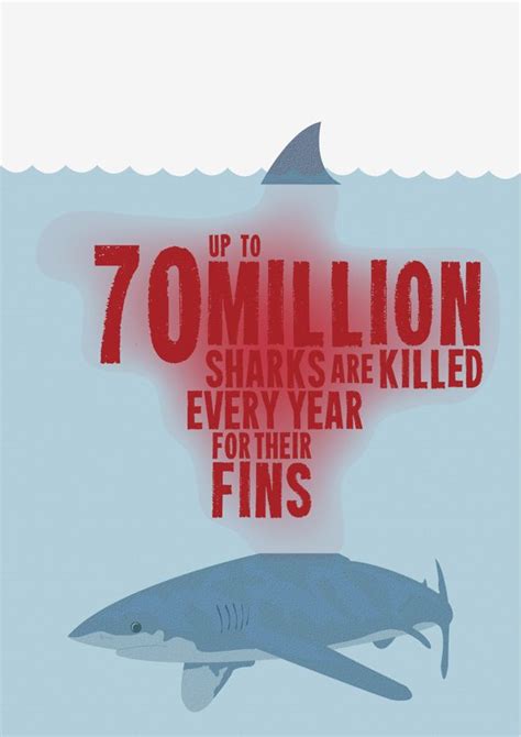 Alexander Meek Save The Sharks Shark Shark Facts