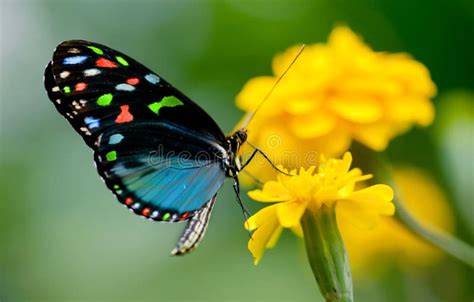 Colorful Butterfly Stock Image Image Of Yellow Flower 20599885