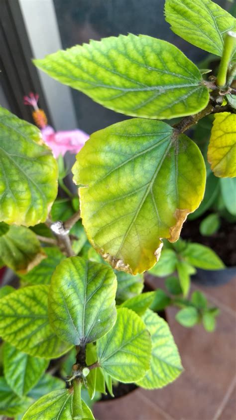 How Do I Keep My Hibiscus Leaves Turning Yellow From