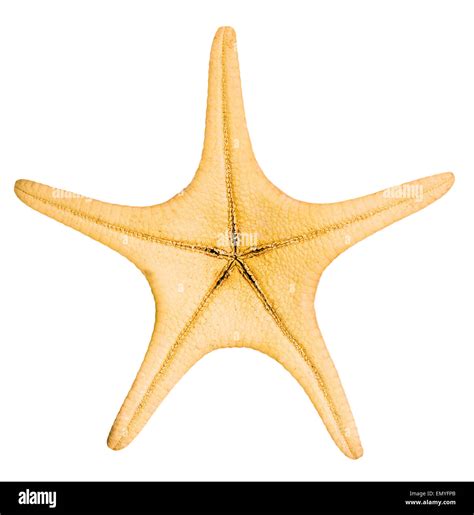 Beautiful Starfish Isolated On White Background Stock Photo Alamy