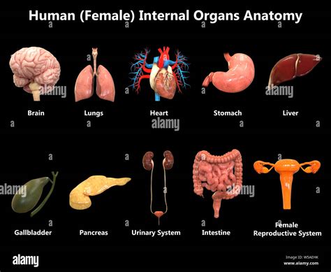 Female Internal Organs Anatomy Stock Photo Alamy