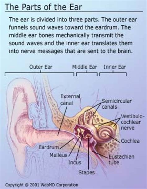We did not find results for: My Personal Experience With Tinnitus | HubPages